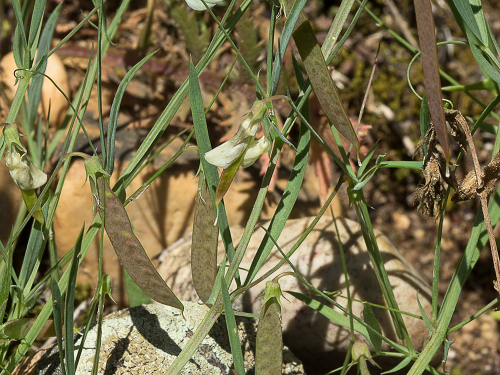 Pluma de ángel (Lathyrus angulatus)