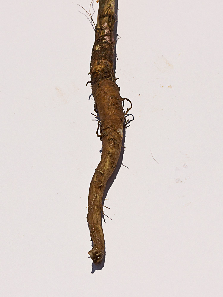 Salsifí amarillo (Tragopogon dubius)