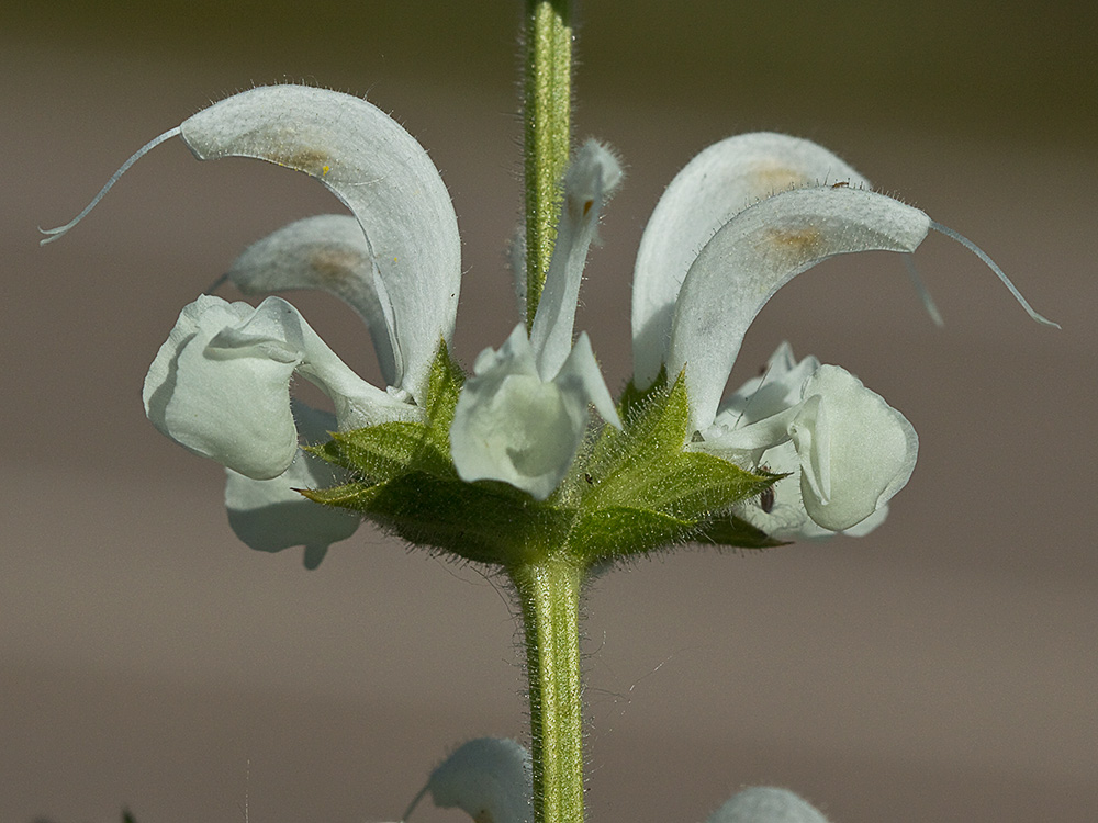 Inflorescencia de Salvia blanca (Salvia argentea)