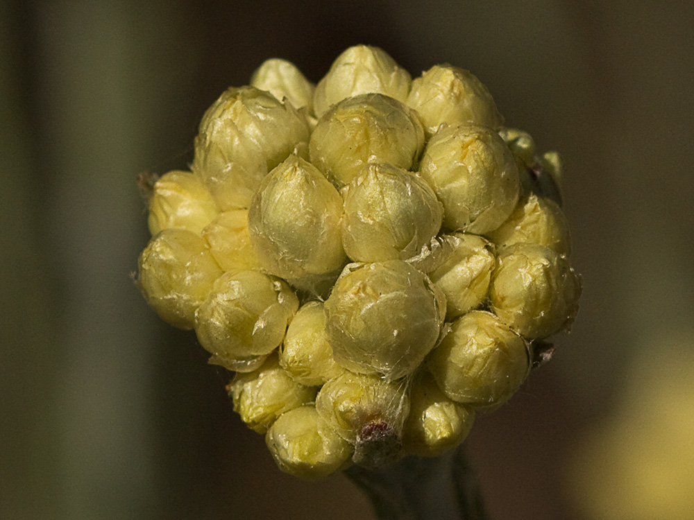 Siempreviva (Helichrysum stoechas)