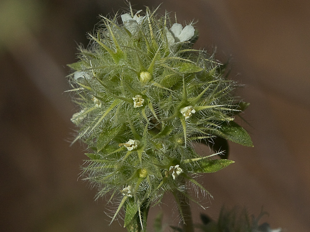 Tomillo blanco (Thymus mastichina)