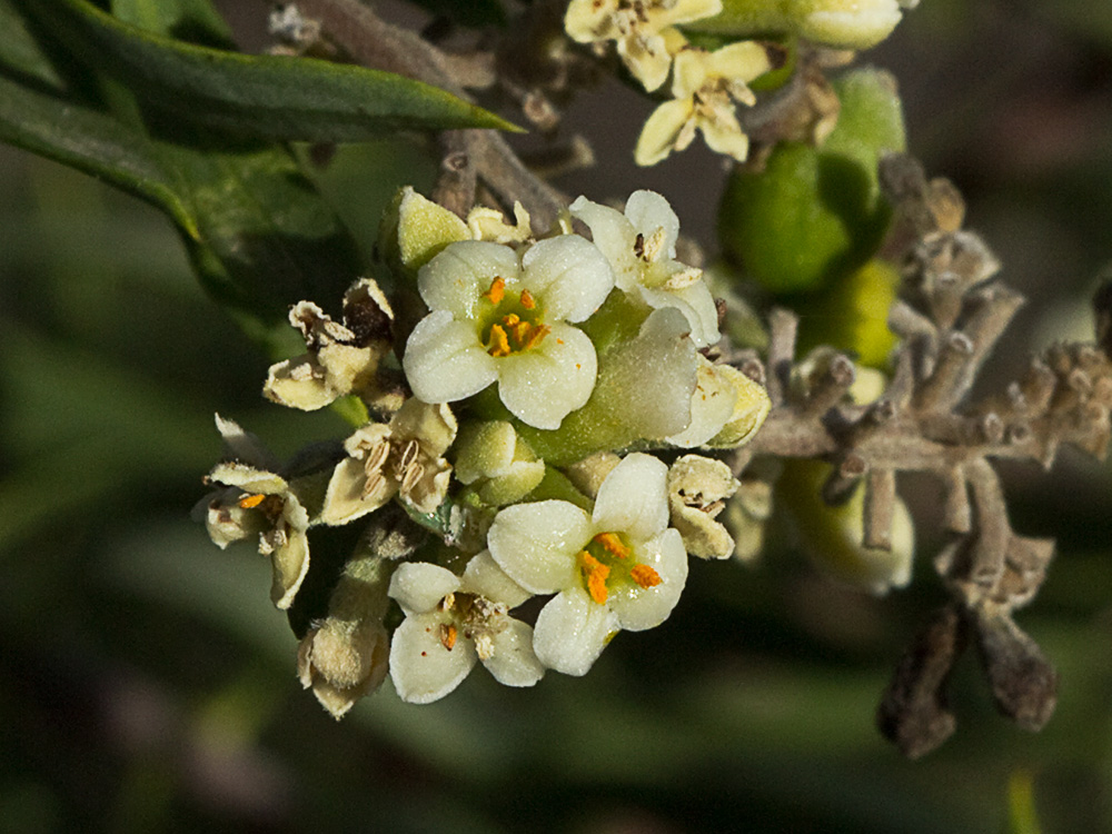 Flores de torvisco (Daphne gnidium)