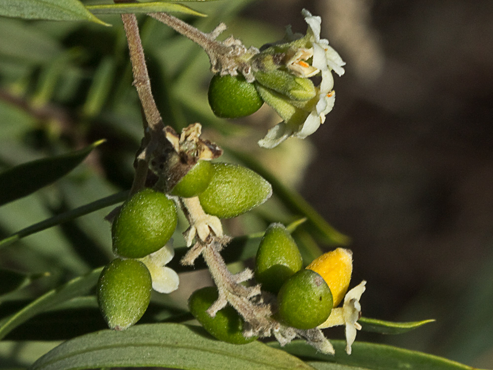 Frutos inmaduros de torvisco (Daphne gnidium)