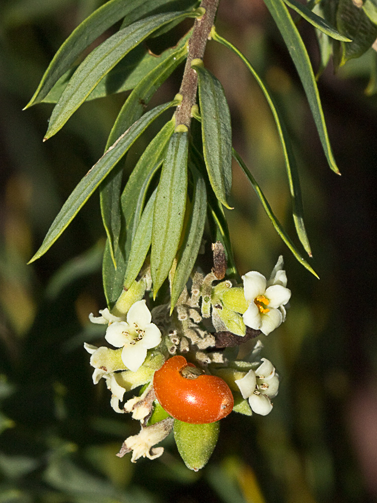 Ramillete de torvisco (Daphne gnidium)
