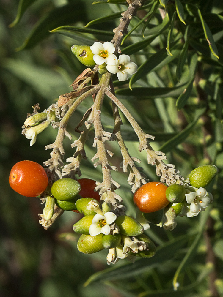 Frutos de torvisco (Daphne gnidium)