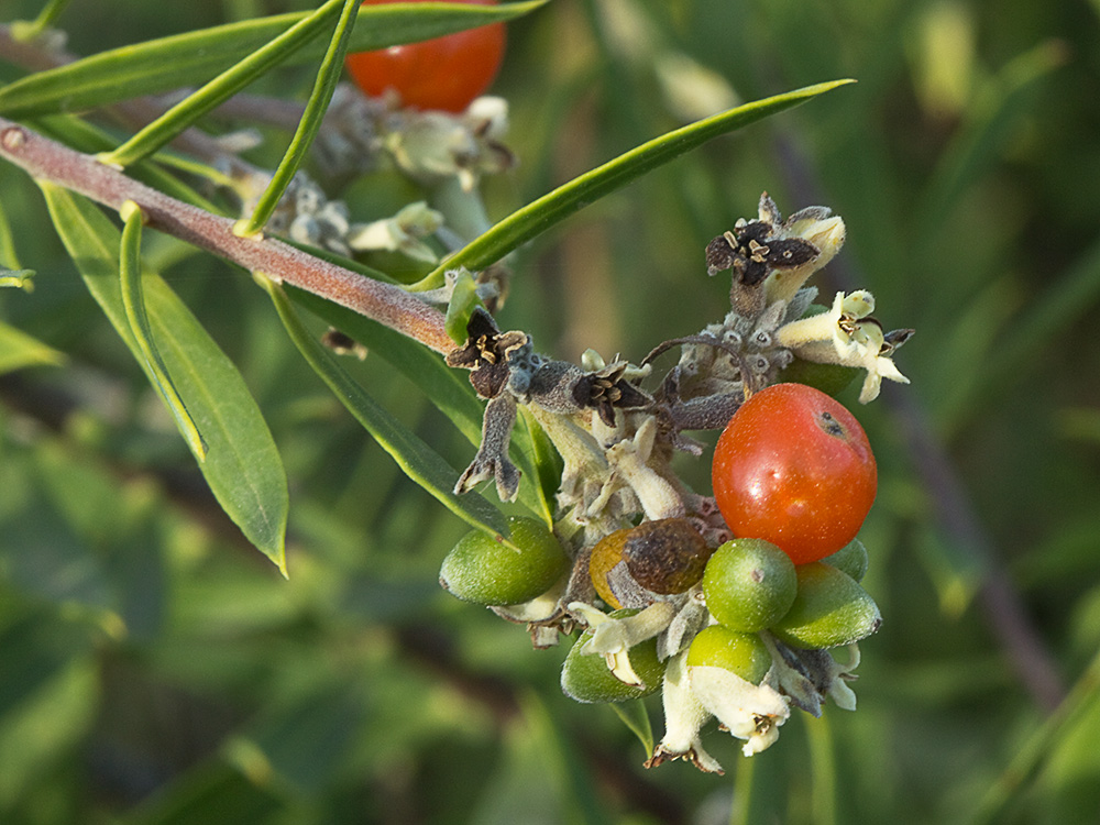 Frutos de torvisco en distinto estado de maduración (Daphne gnidium)