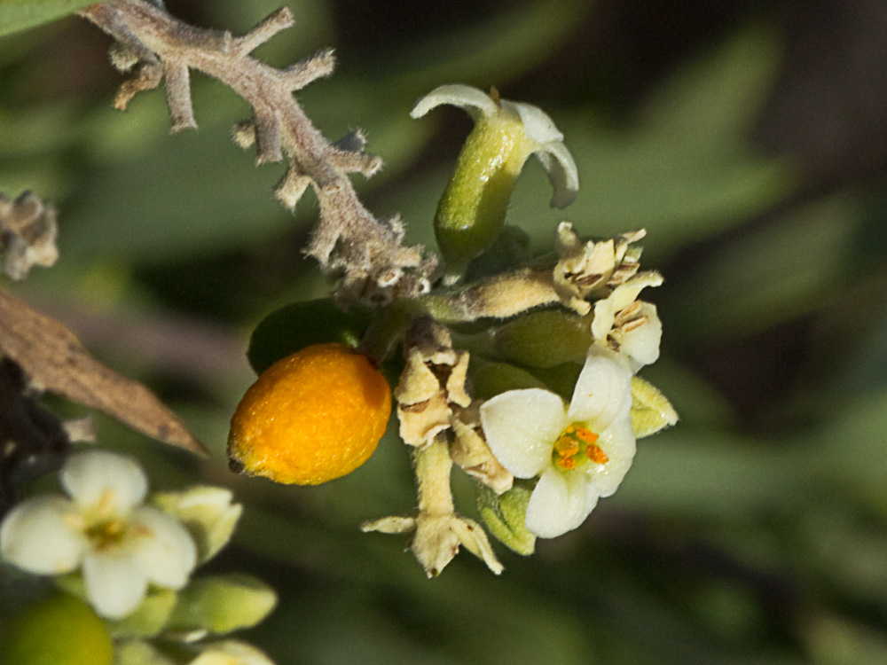 Fruto y flores de torvisco (Daphne gnidium)