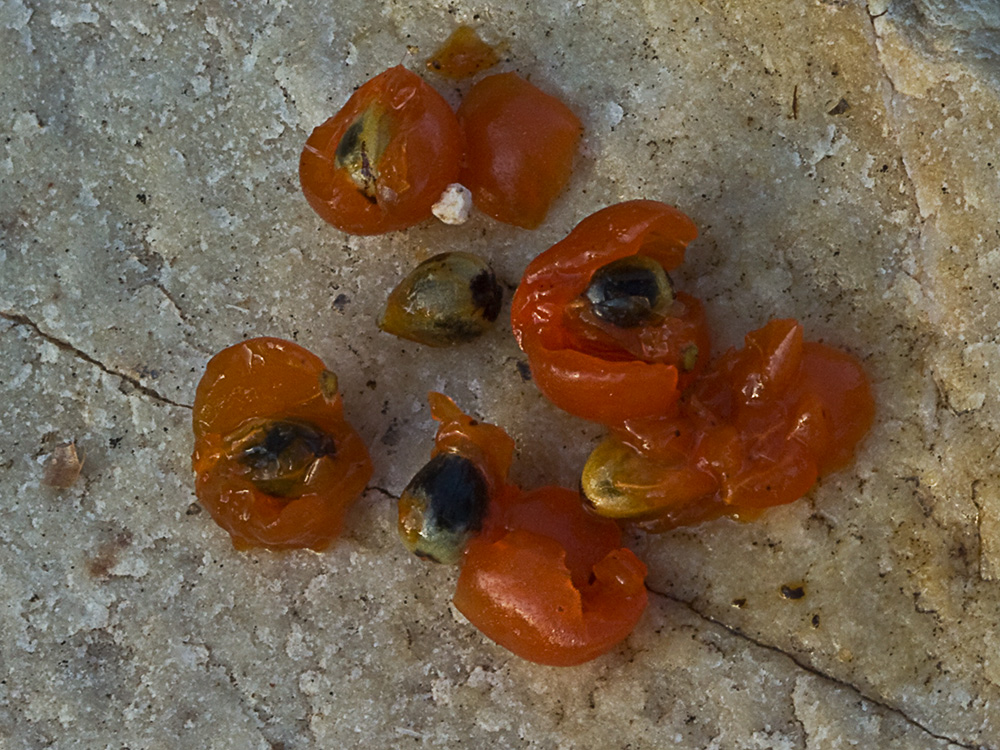Frutos y semillas  de torvisco (Daphne gnidium)