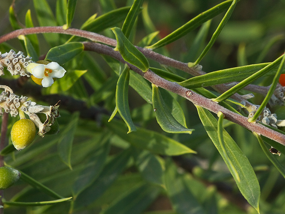 Ramas y flores de torvisco (Daphne gnidium)