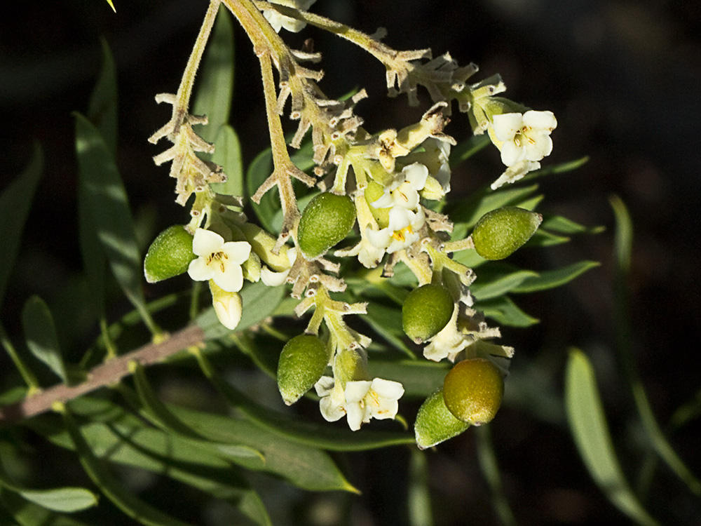 Flores y frutos del torvisco (Daphne gnidium)