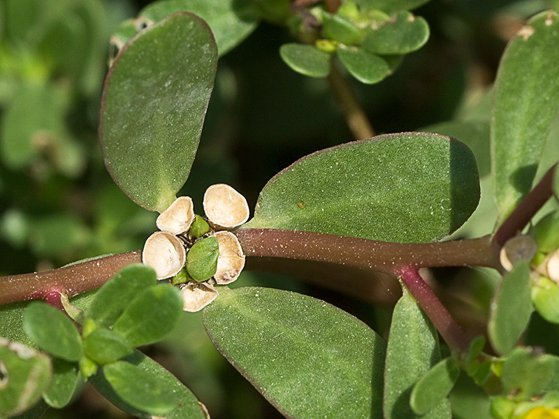 Verdolagas (Portulaca oleracea)