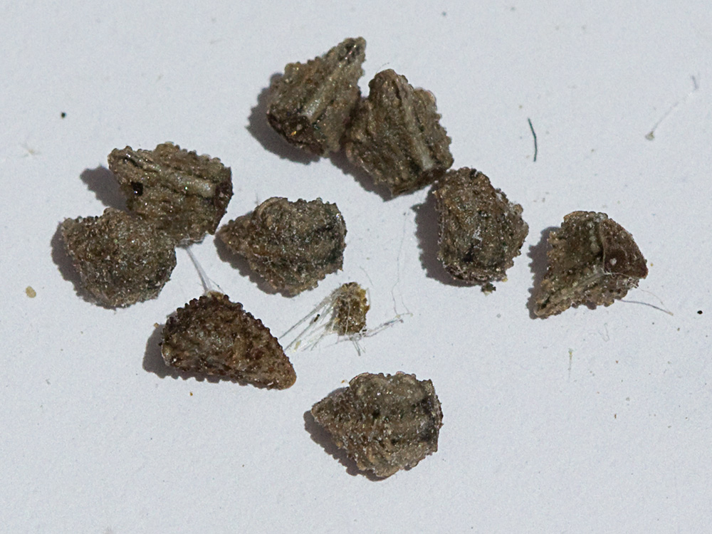Semillas de la Viborera (Echium plantagineum)