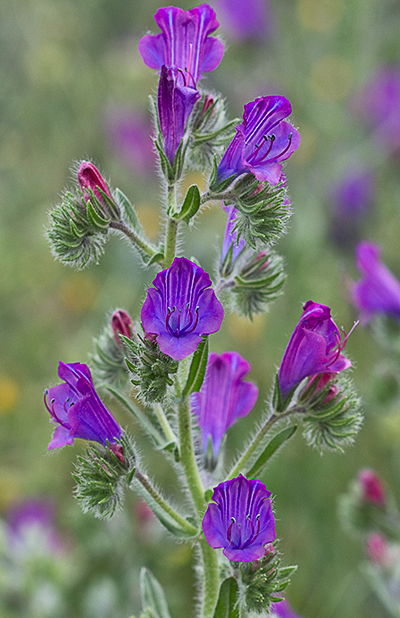 Flora De Malpica De Tajo La Viborera Echium Plantagineum 8889