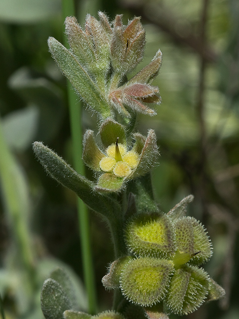 Cynoglossum cheirifolium, Viniebla
