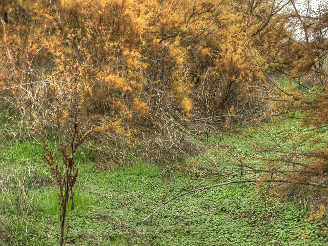 Contraste del ocre de las atalfas con el verde de las praderas. Malpica de Tajo