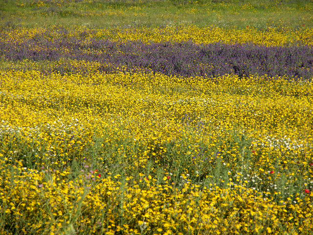 En esta parcela de Malpica de Tajo en que predominan los amarillos y lilas hay casi todas las tonalidades de las flores silvestres de primavera En esta parcela de Malpica de Tajo en que predominan los amarillos y lilas hay casi todas las tonalidades de las flores silvestres de primavera