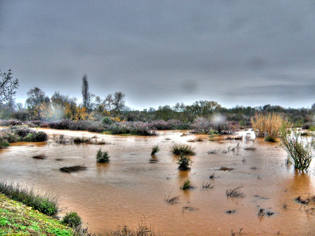 Soto del Torrejón, arroyo Cedena