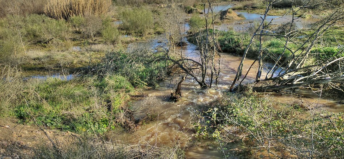 El arroyo Cedena en Malpica de Tajo, el 20-01-24