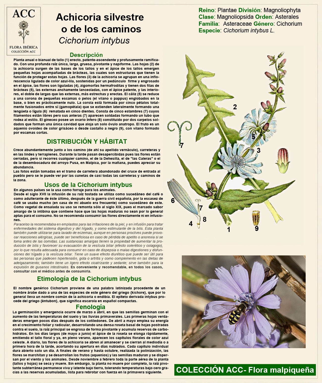 Ficha botánica de la Achicoria silvestre o de los caminos (Cichorium intybus)
