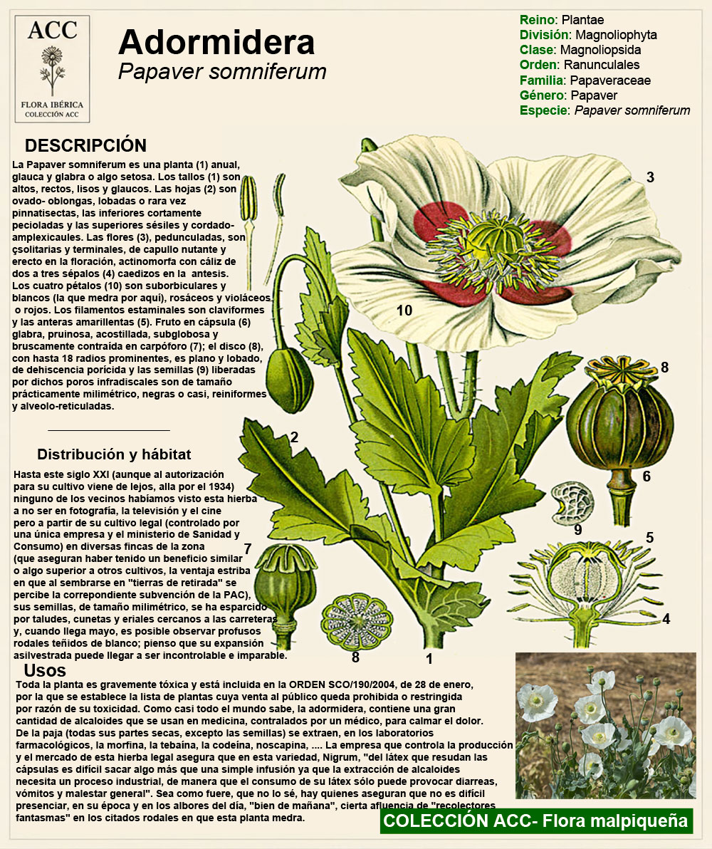 Ficha botánica de la Adormidera Papaver somniferum (nigrum)