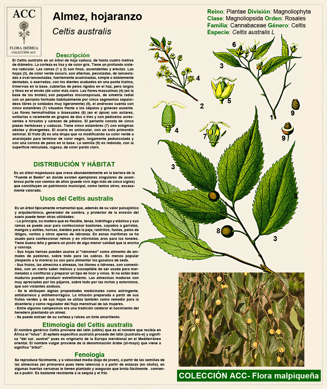 Ficha botánica del Almez u hojaranzo (Celtis australis)