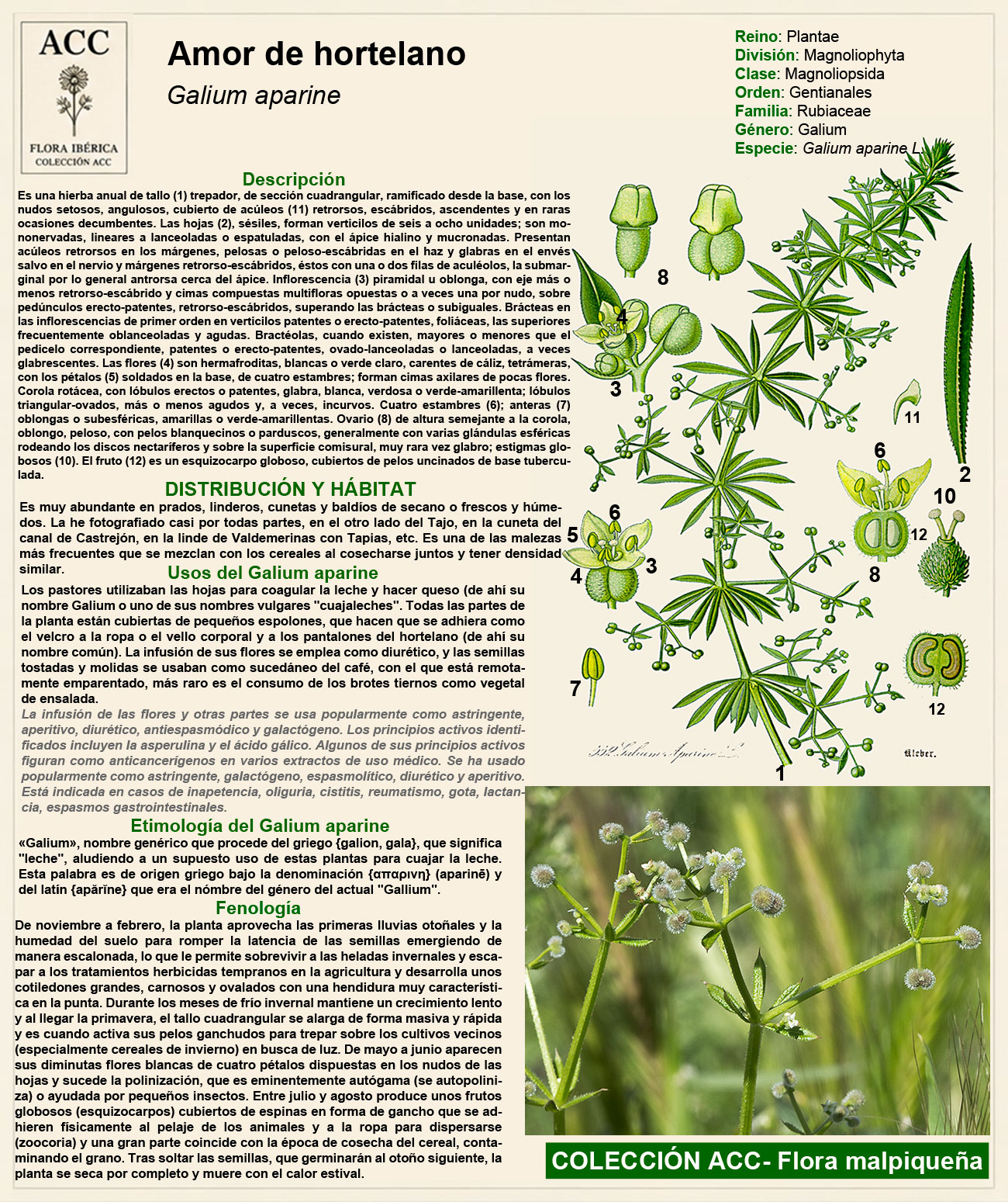 Ficha botánica del Amor de hortelano (Galium aparine)