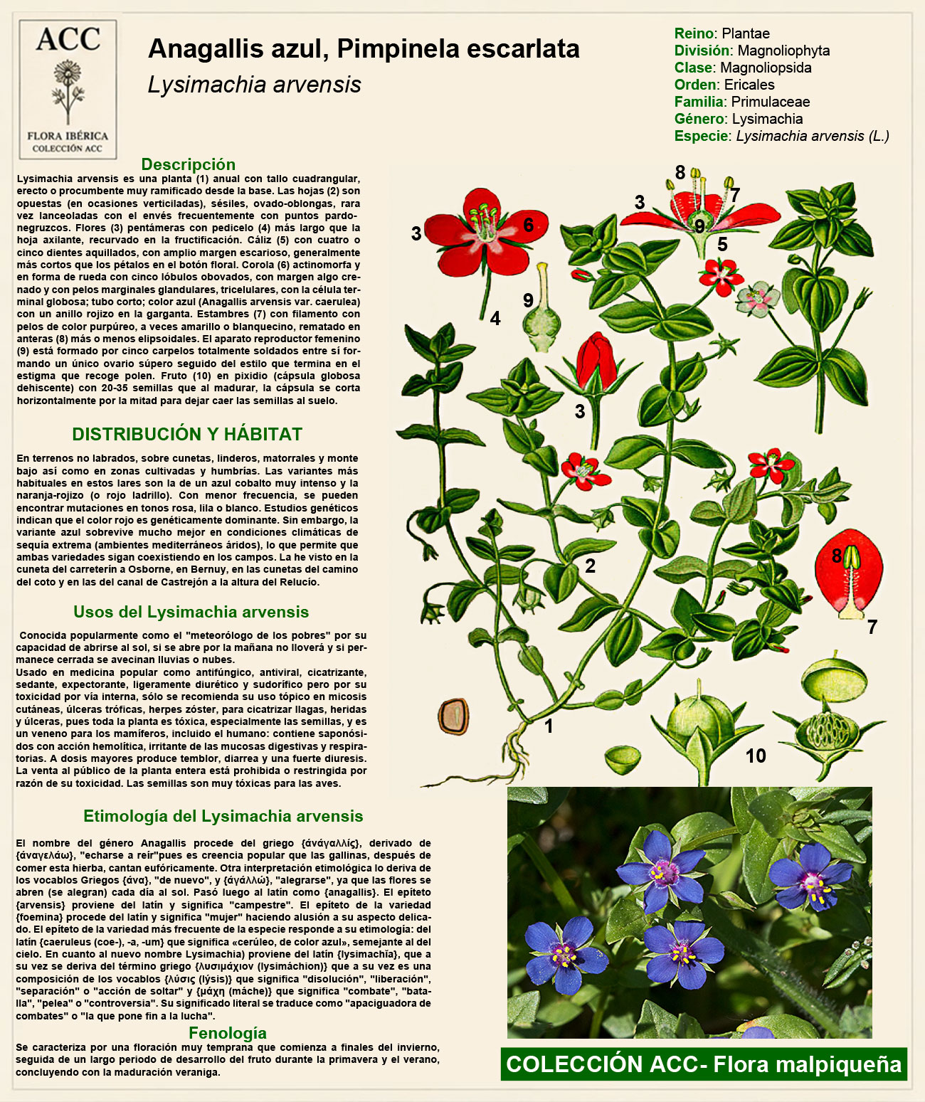 Ficha botánica del Anagallis (Lysimachia arvensis)