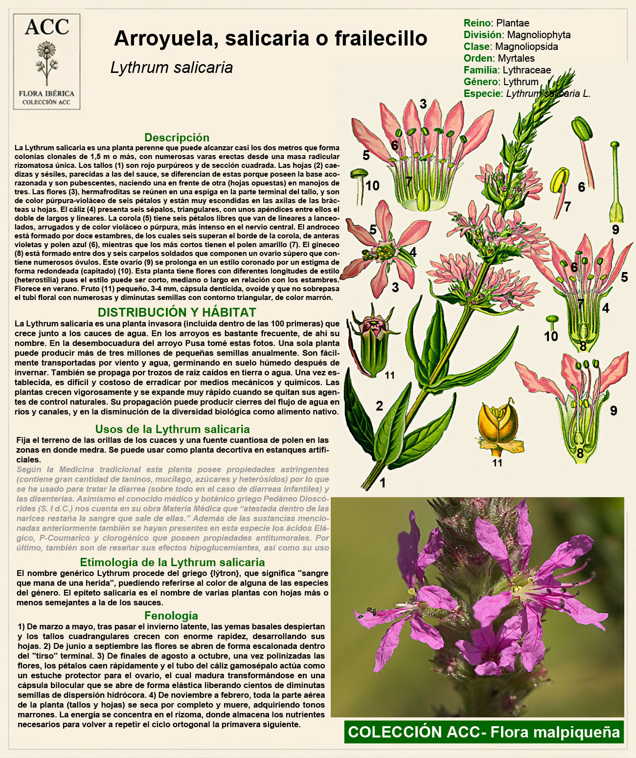 Ficha botánica de la Arroyuela o salicaria (Lythrum salicaria)