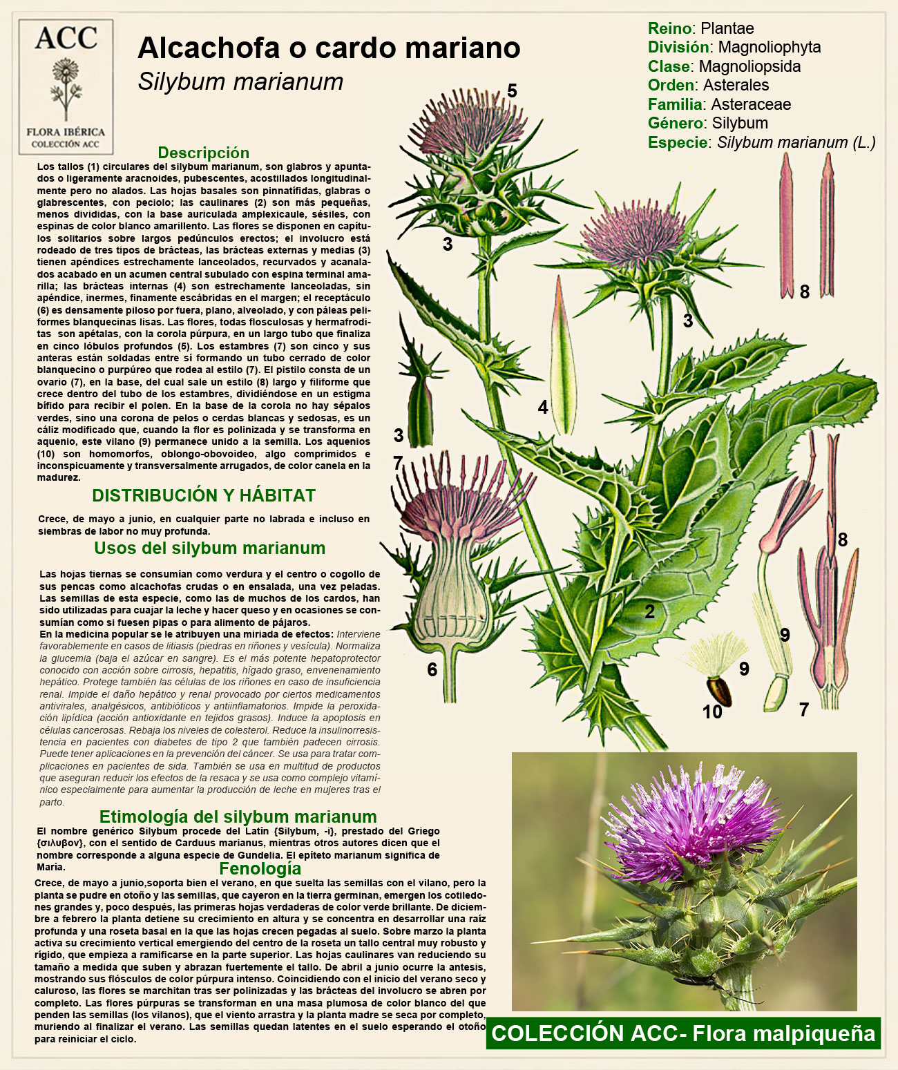 Ficha botánica del Cardo mariano (Silybum marianum)
