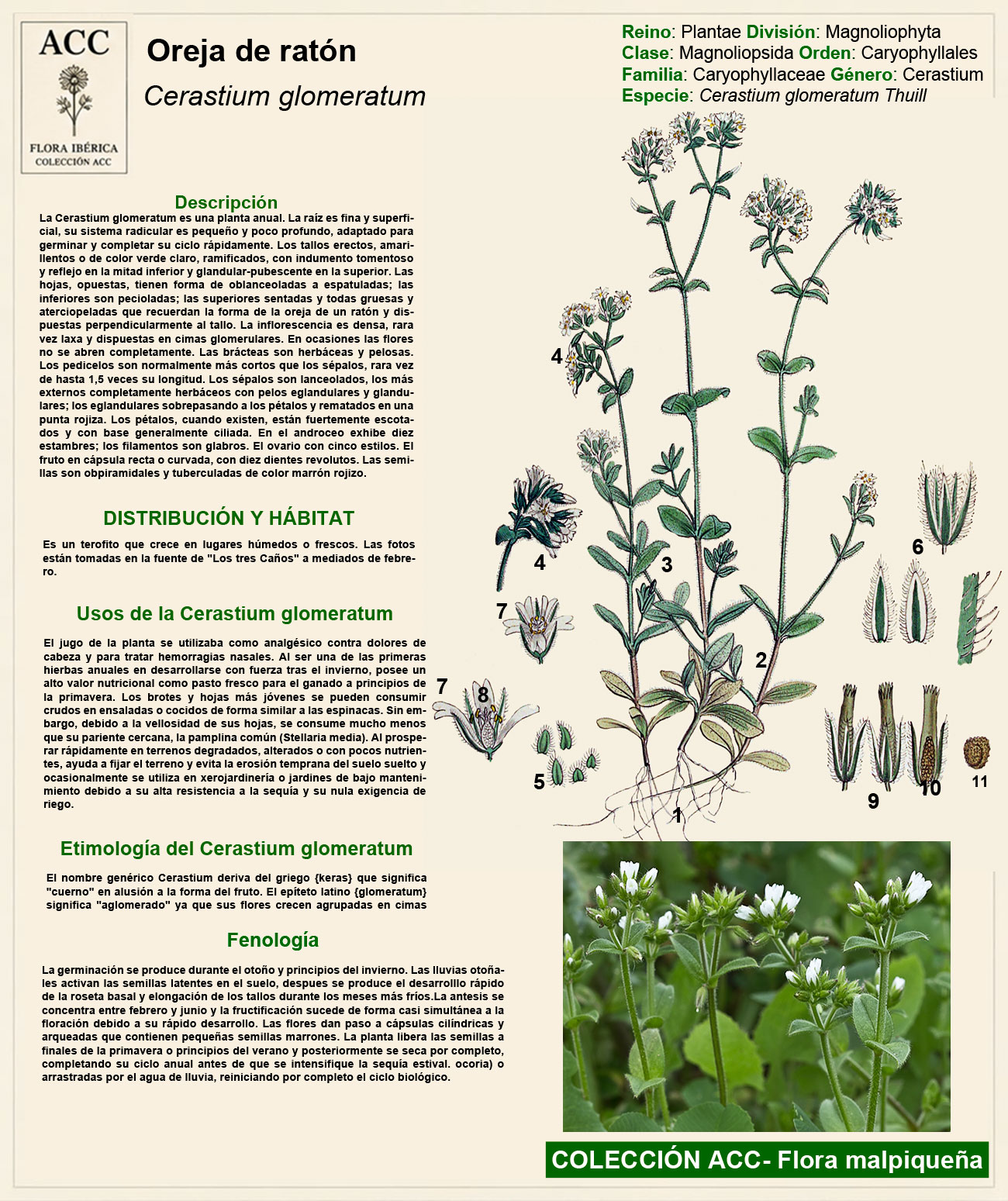Ficha botánica de la Oreja de ratón (Cerastium glomeratum)