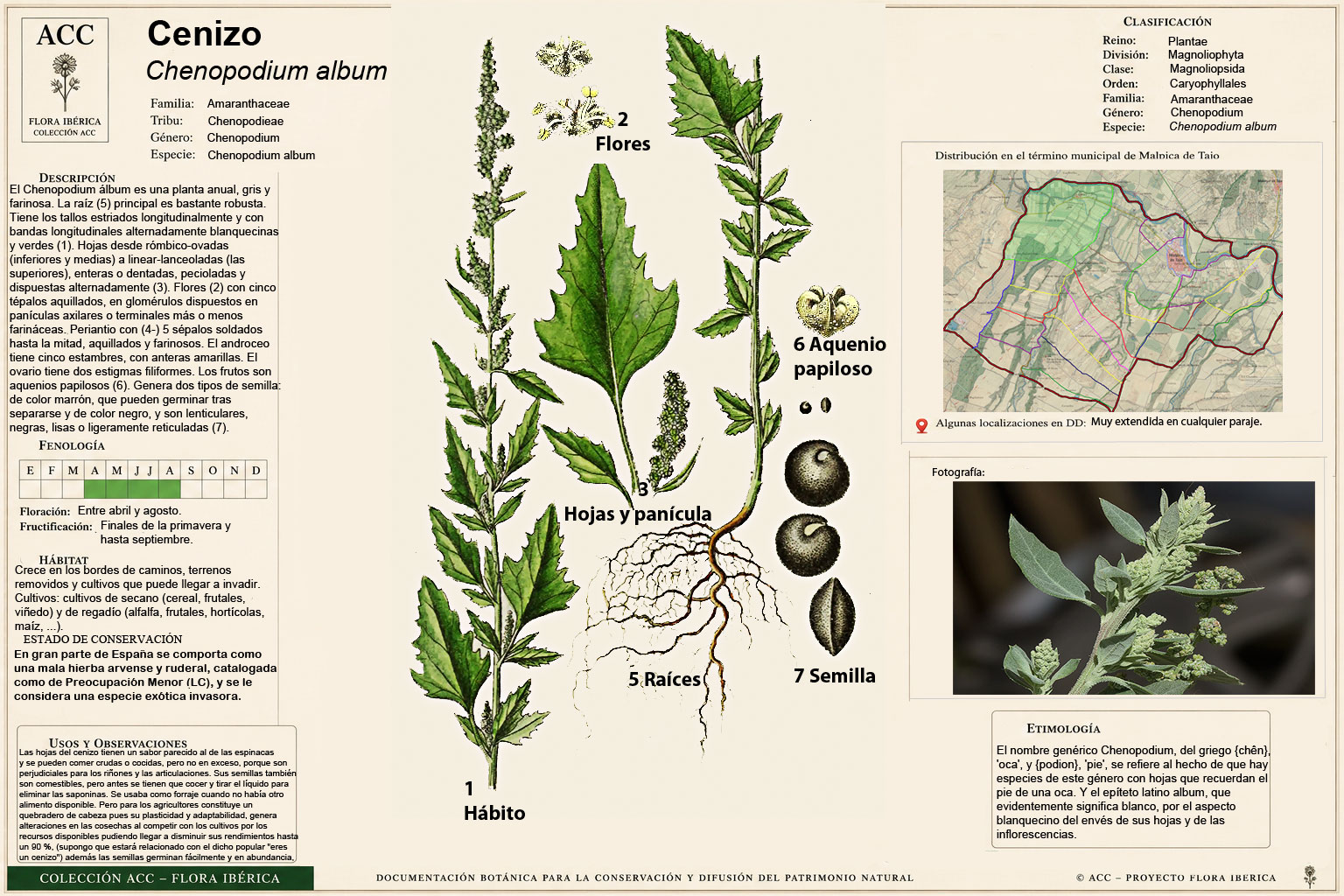 Lámina botánica del Cenizo (Chenopodium album)