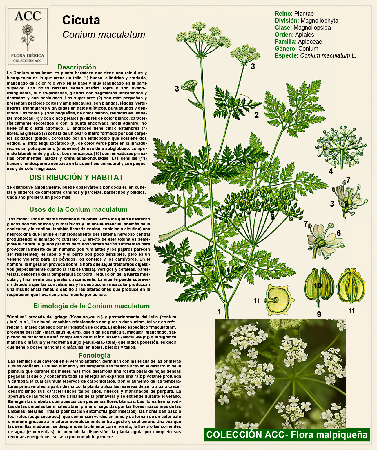 Ficha botánica de la Cicuta (Conium maculatum)