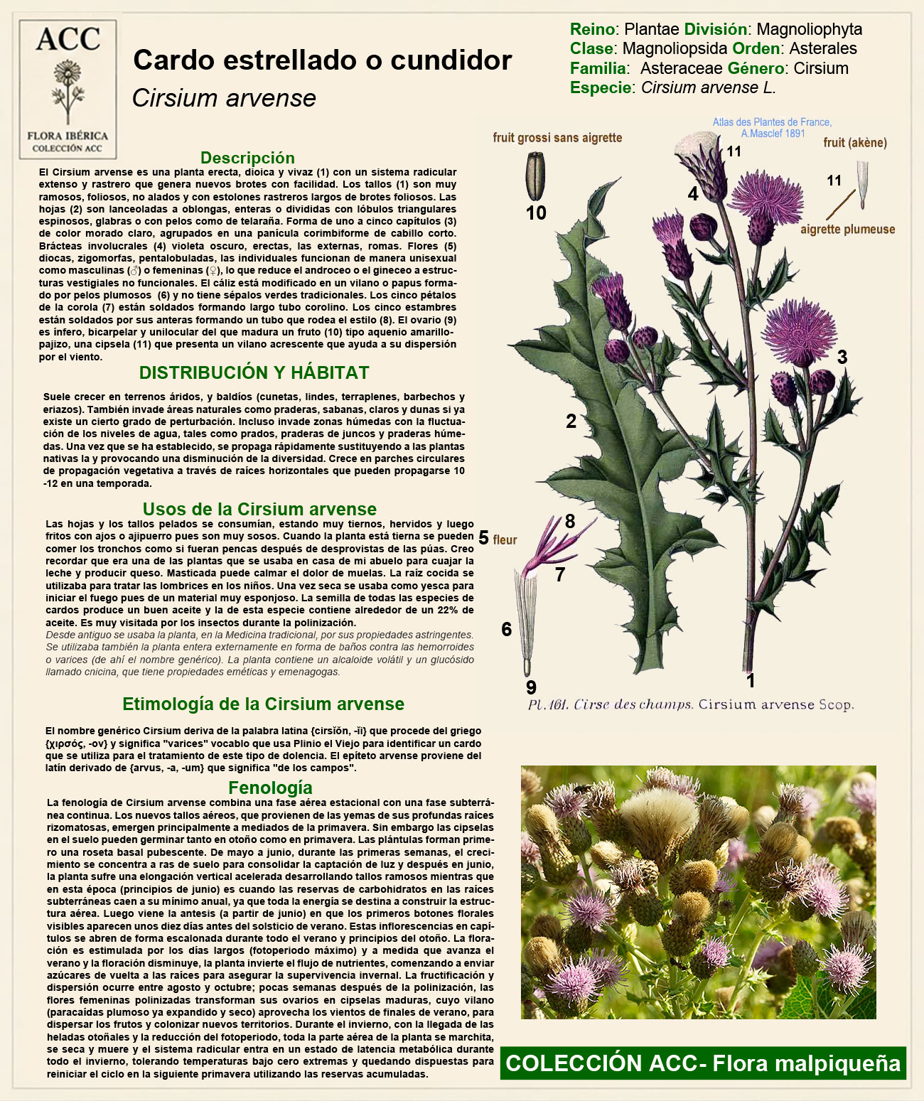 Ficha botánica del Cardo estrellado, cundidor o garbancero (Cirsium arvense)