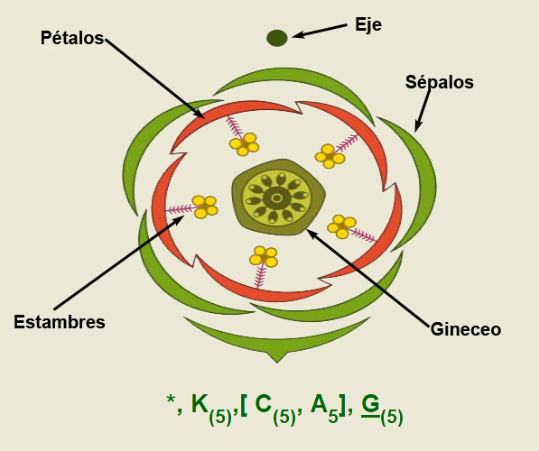 Diagrama floral de la Anagallis arvensis ó Lysimachia arvensis