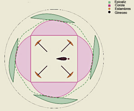 Diagrama floral de la Dipsacus fullonum