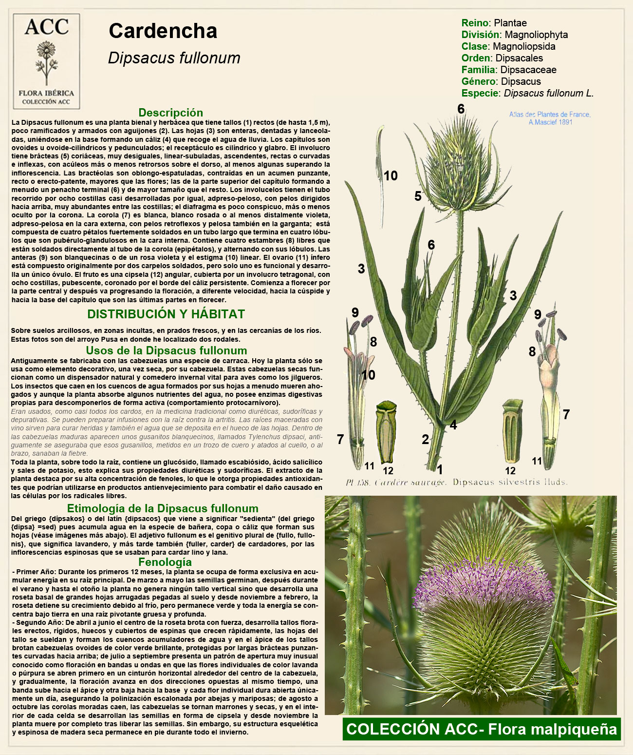 Ficha botánica de la Cardencha (Dipsacus fullonum)