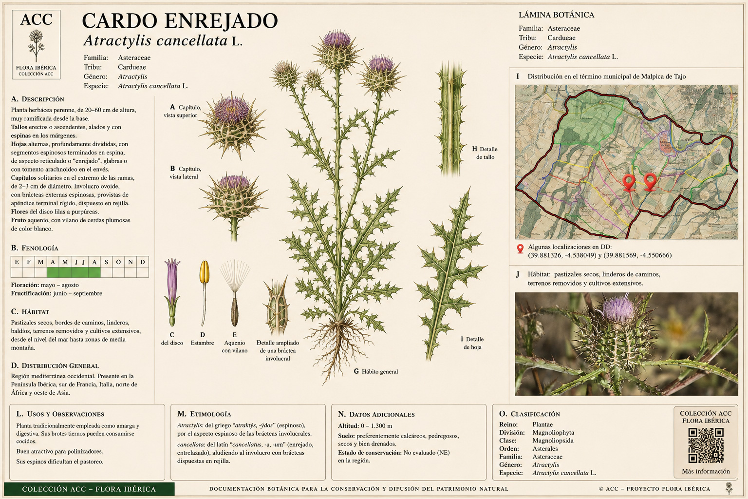 Ficha botánica del Cardo enrejado (Atractylis cancellata)