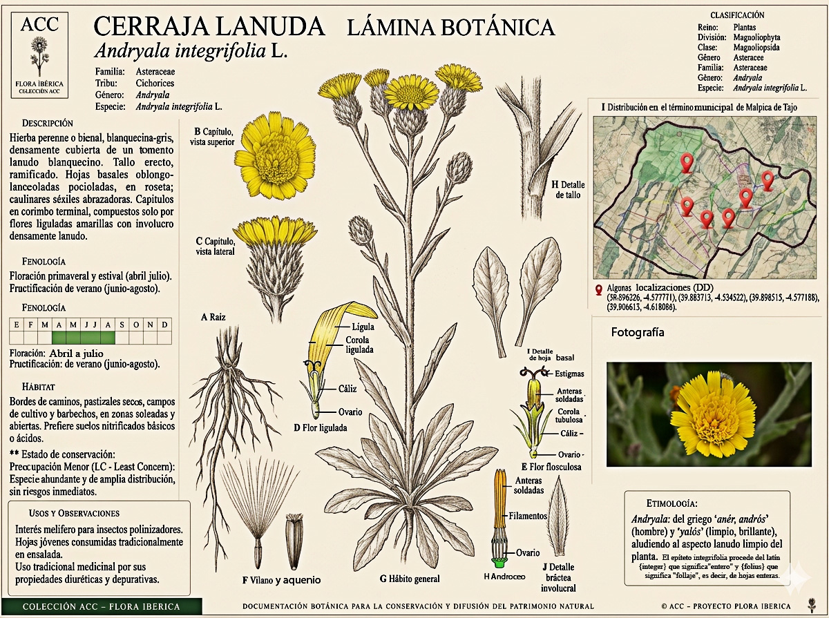 Lámina botánica de la Cerraja lanuda (Andryala integrifolia)