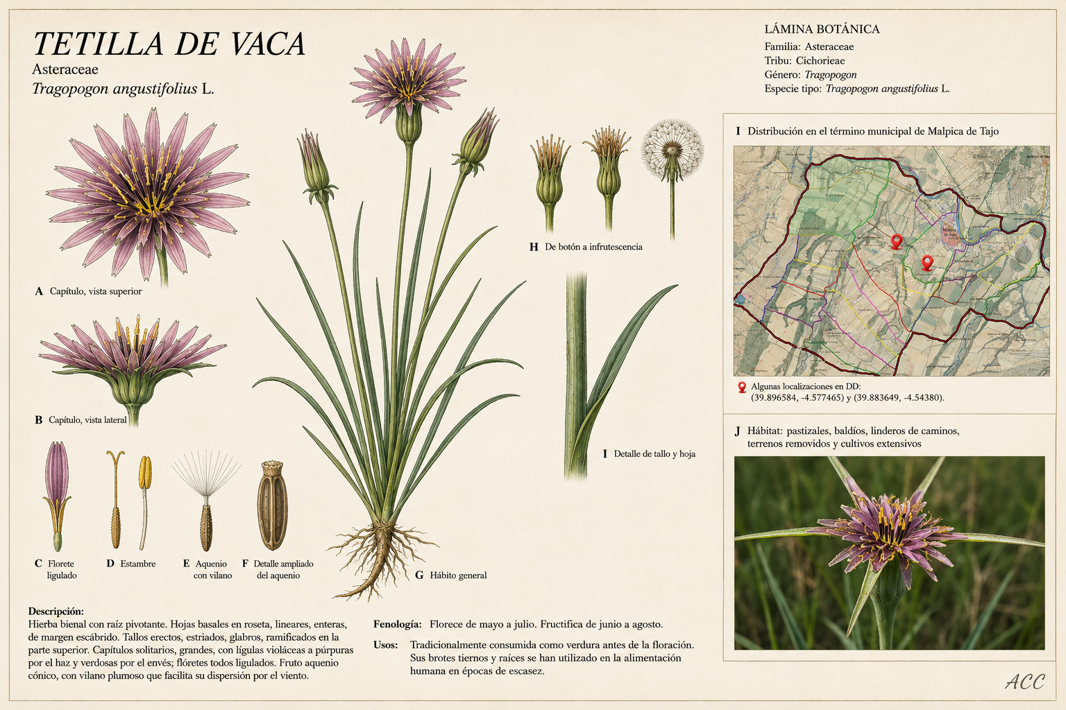 Ficha botánica de la Tetilla de vaca (Tragopogon angustifolius)