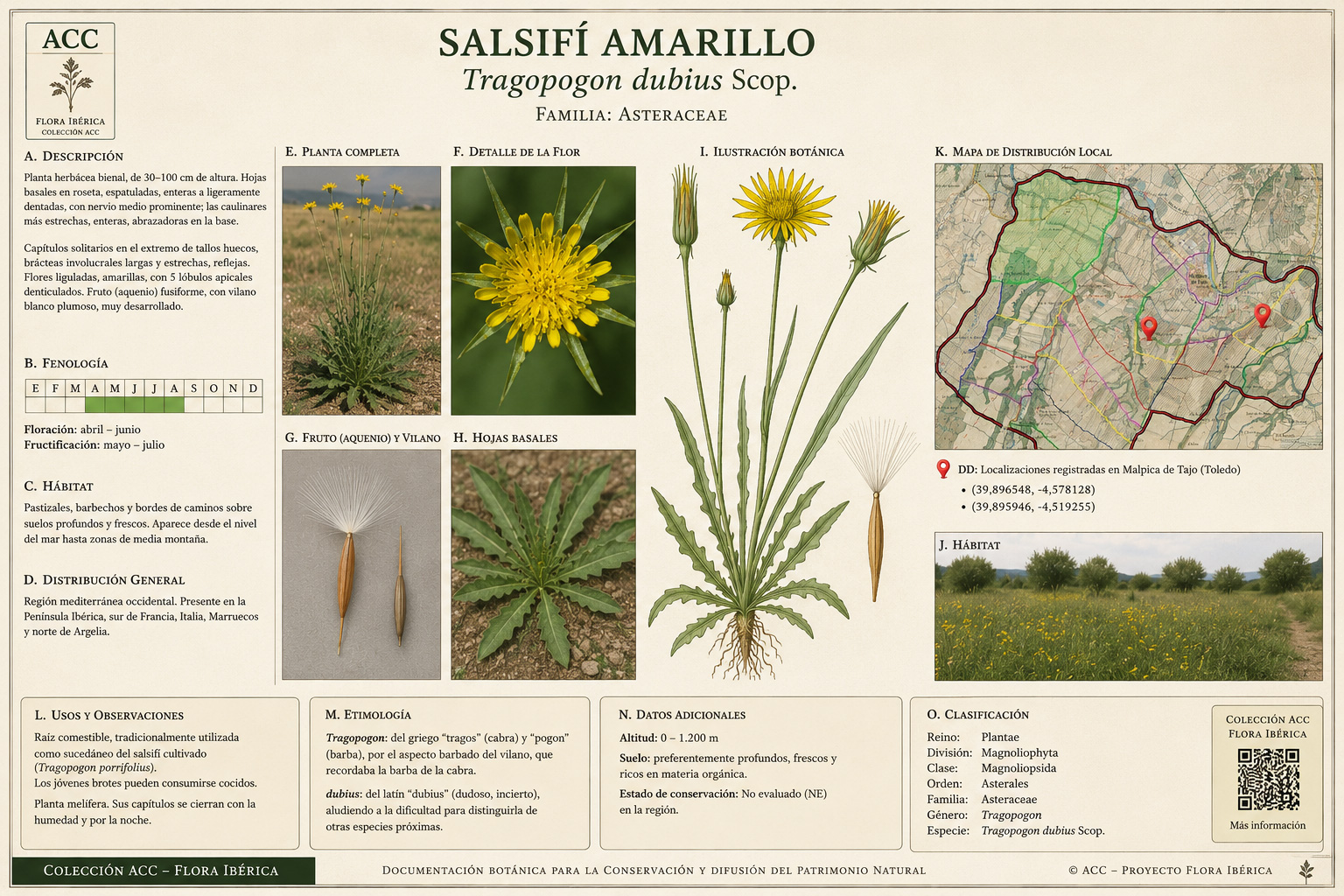 Ficha botánica del Salsifí amarillo (Tragopogon dubius)