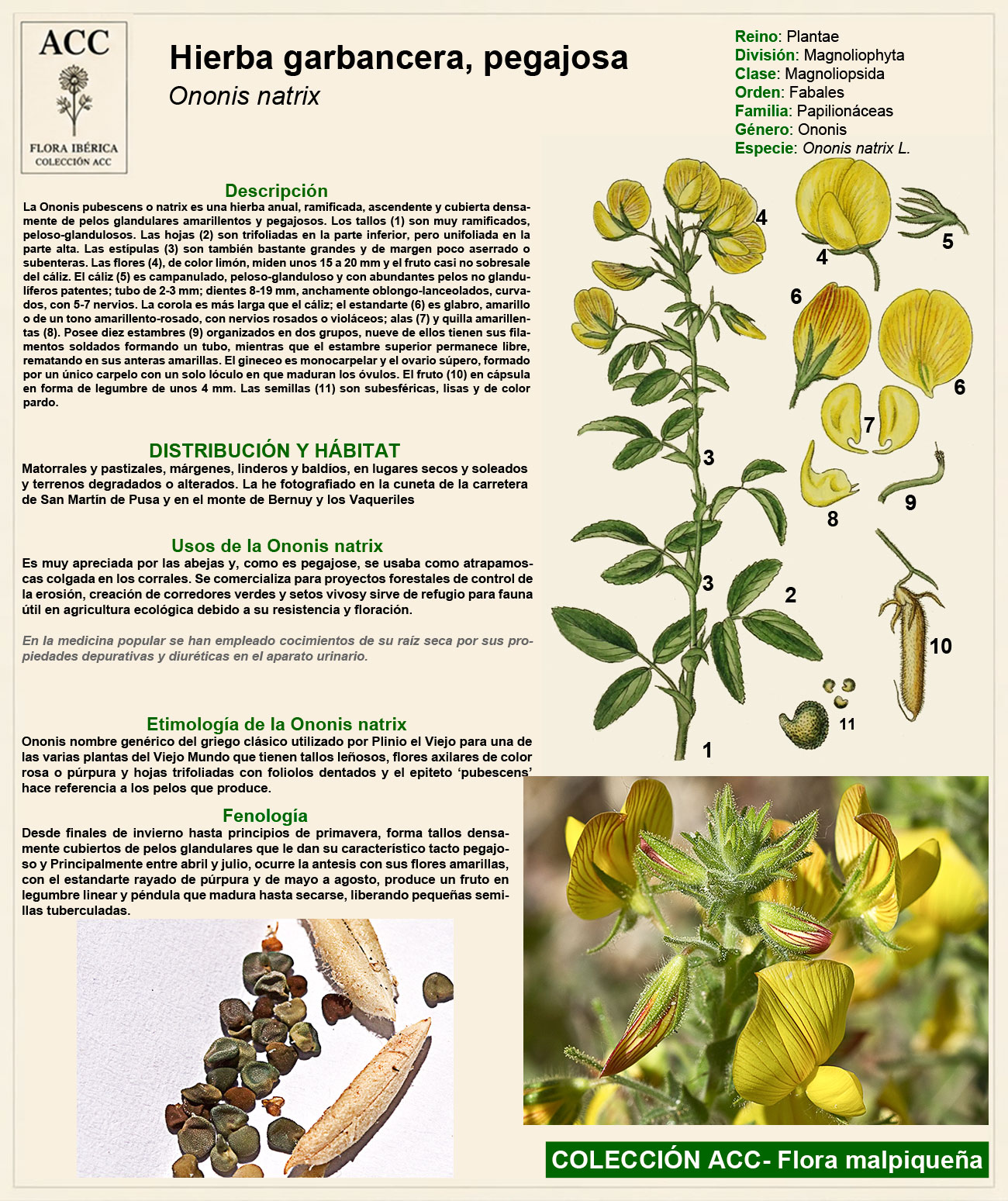 Ficha botánica de la hierba garbancera (Ononis pubescens