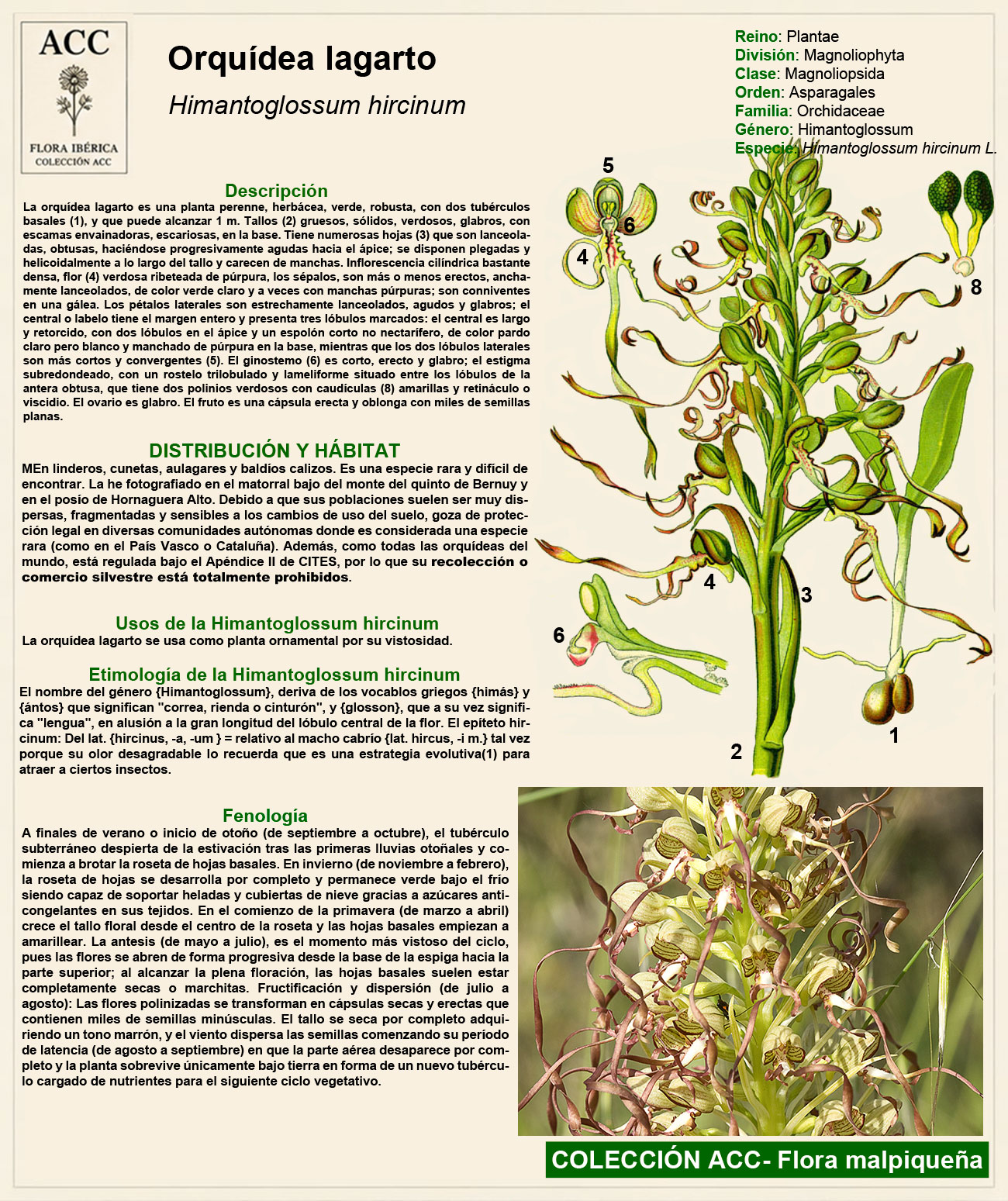 Ficha botánica de la Orquídea lagarto (Himantoglossum hircinum)