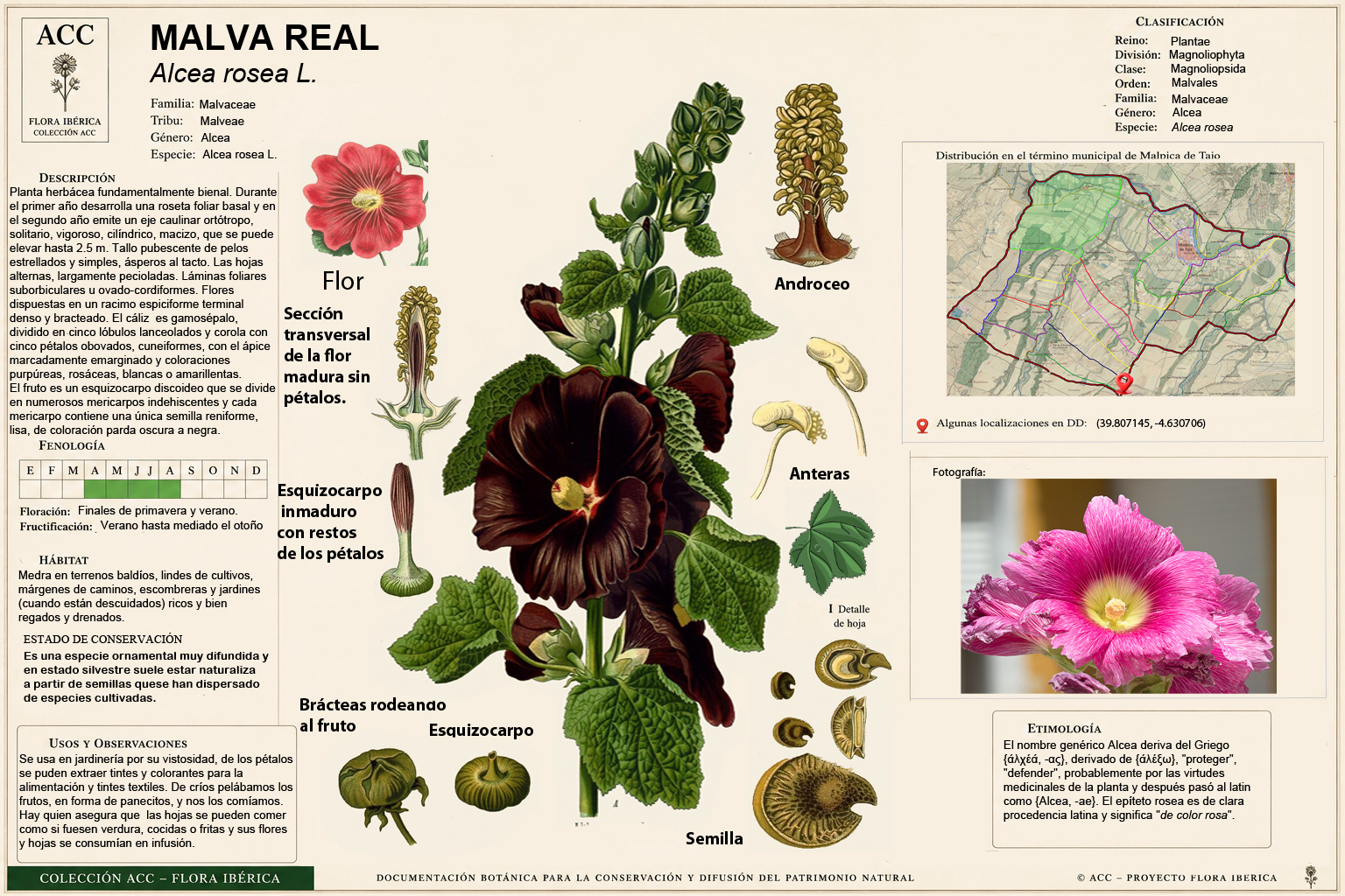Ficha botánica de la Malva real o malvarosa (Alcea rosea)