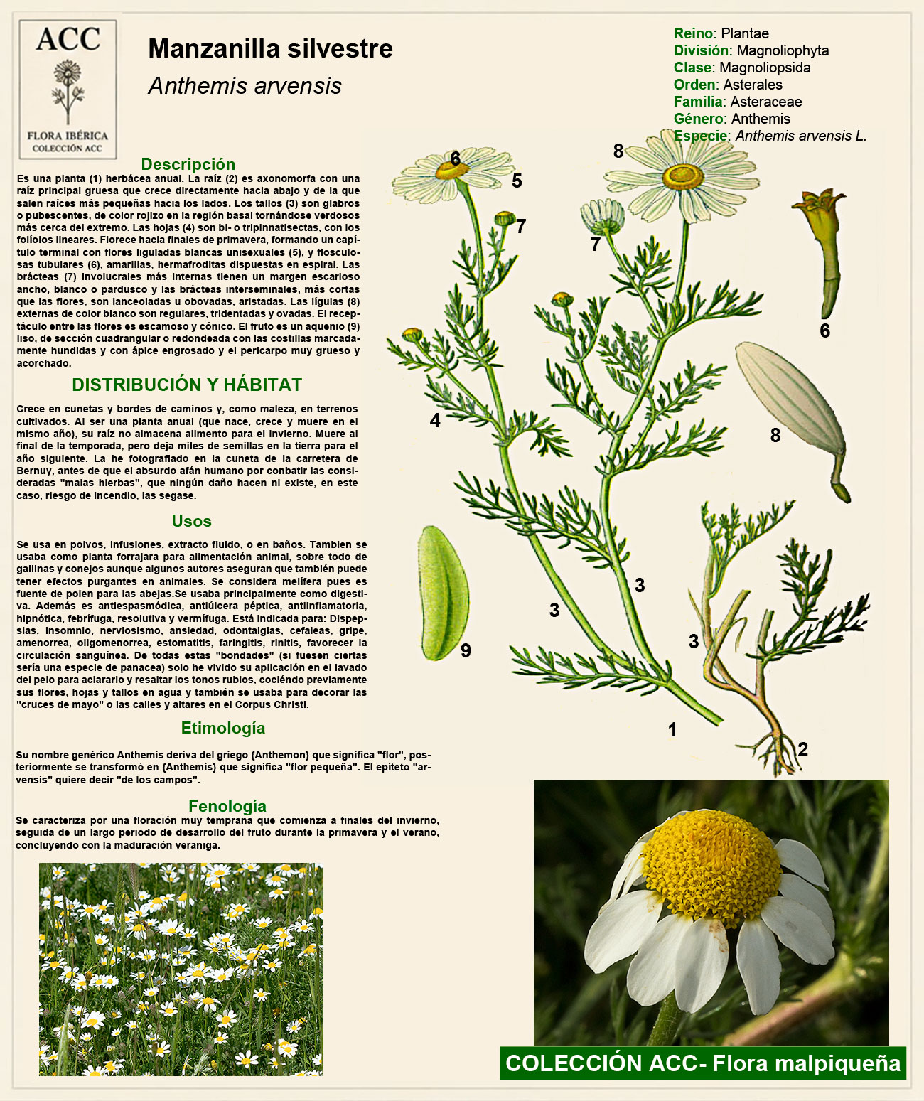 Ficha botánica de la Manzanilla silvestre (Anthemis arvensis)