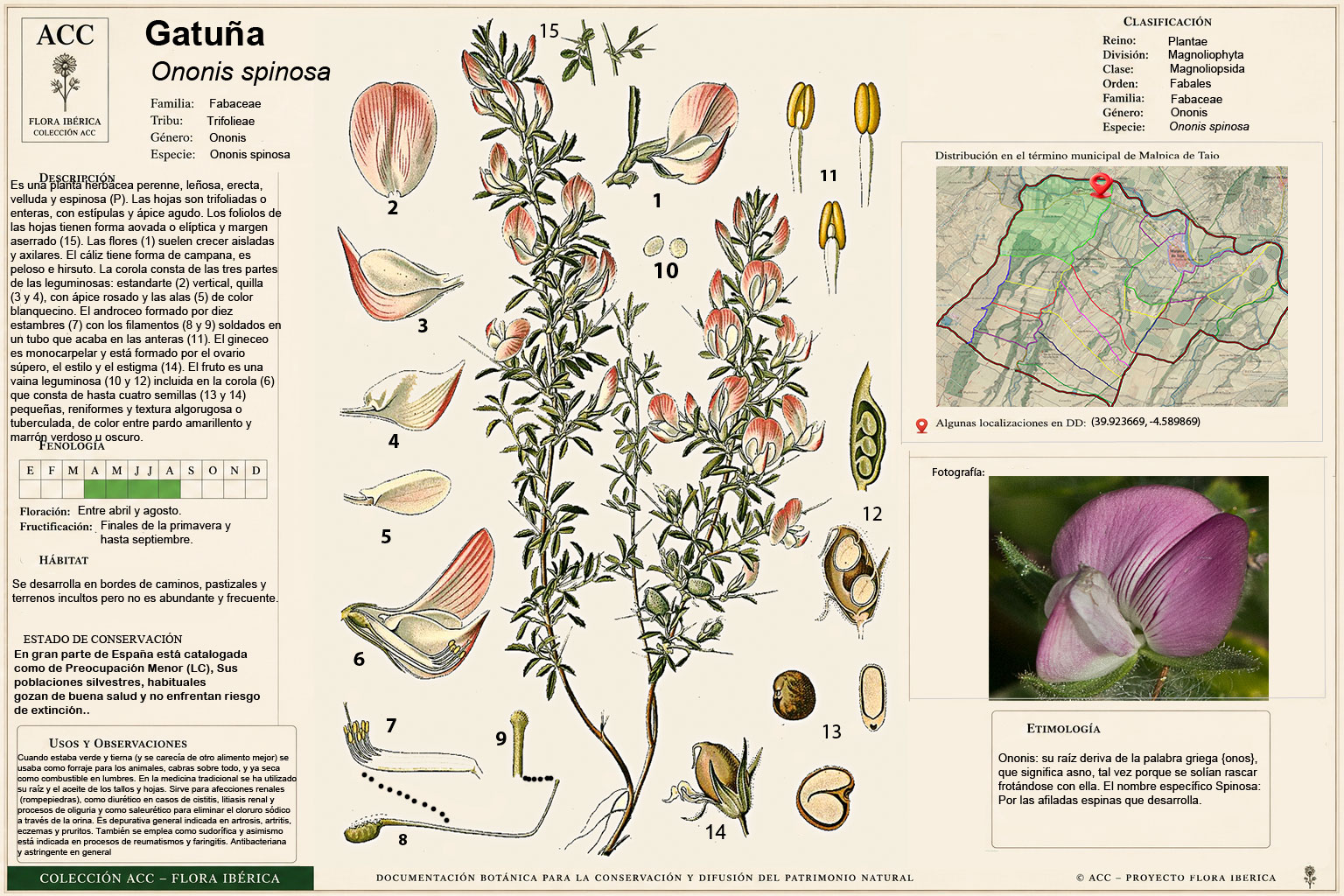 Lámina botánica de la Gatuña (Ononis Spinosa)