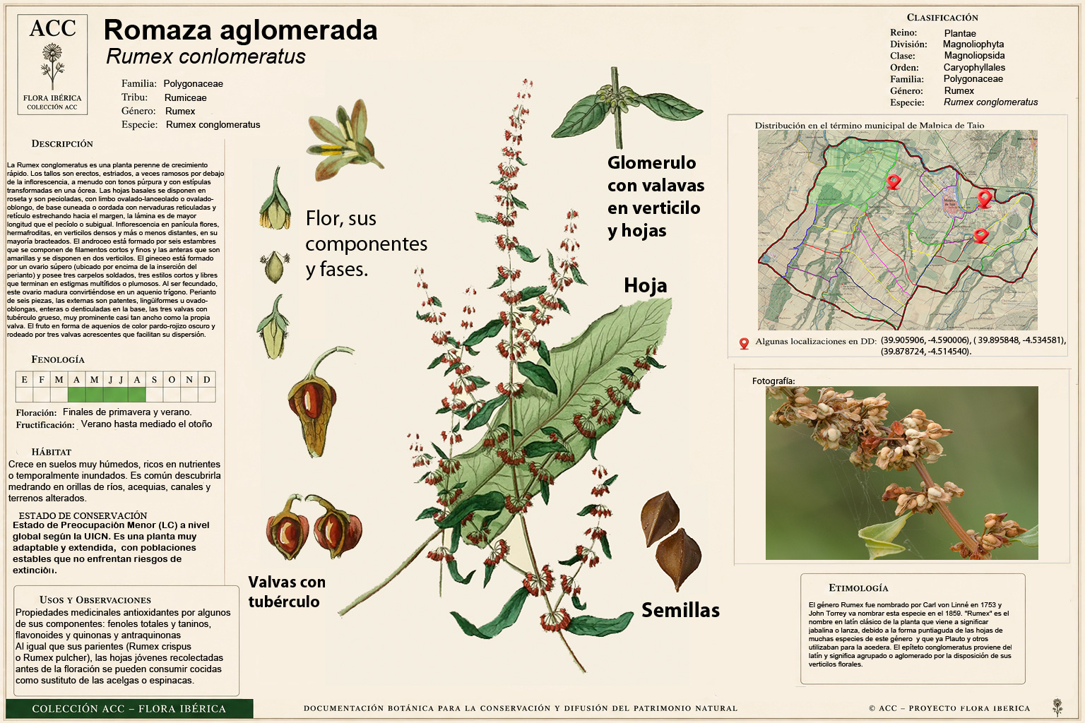 Lámina botánica de la Romaza aglomerada (Rumex conglomeratus)