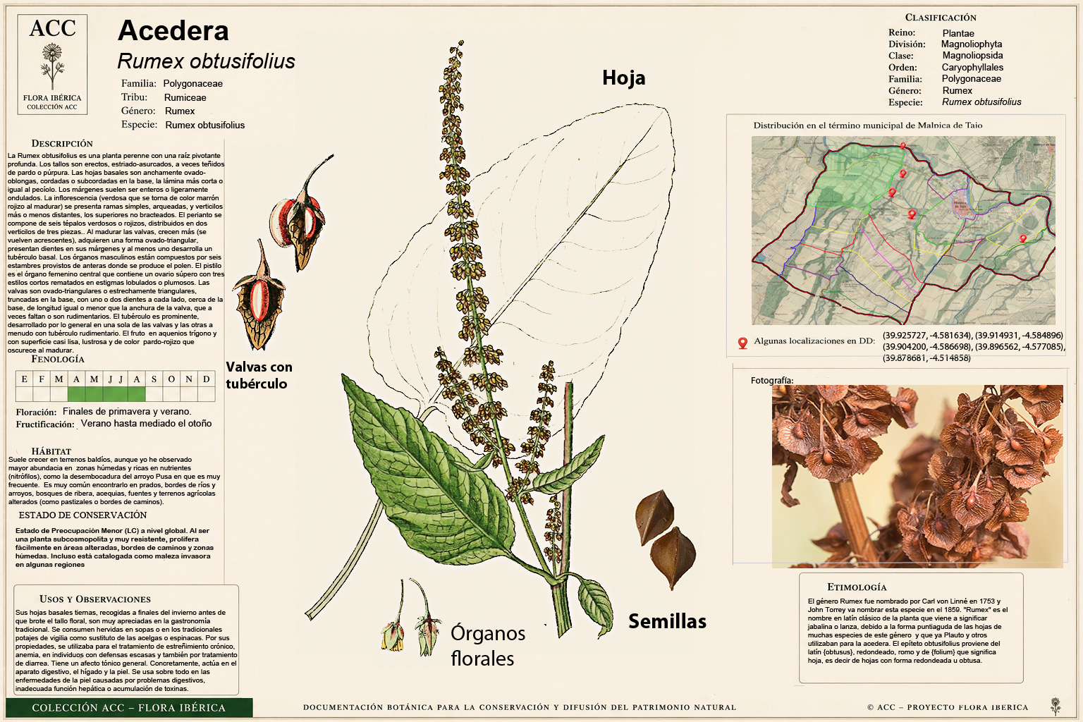 Lámina botánica de la Acedera (Rumex obtusifolius)