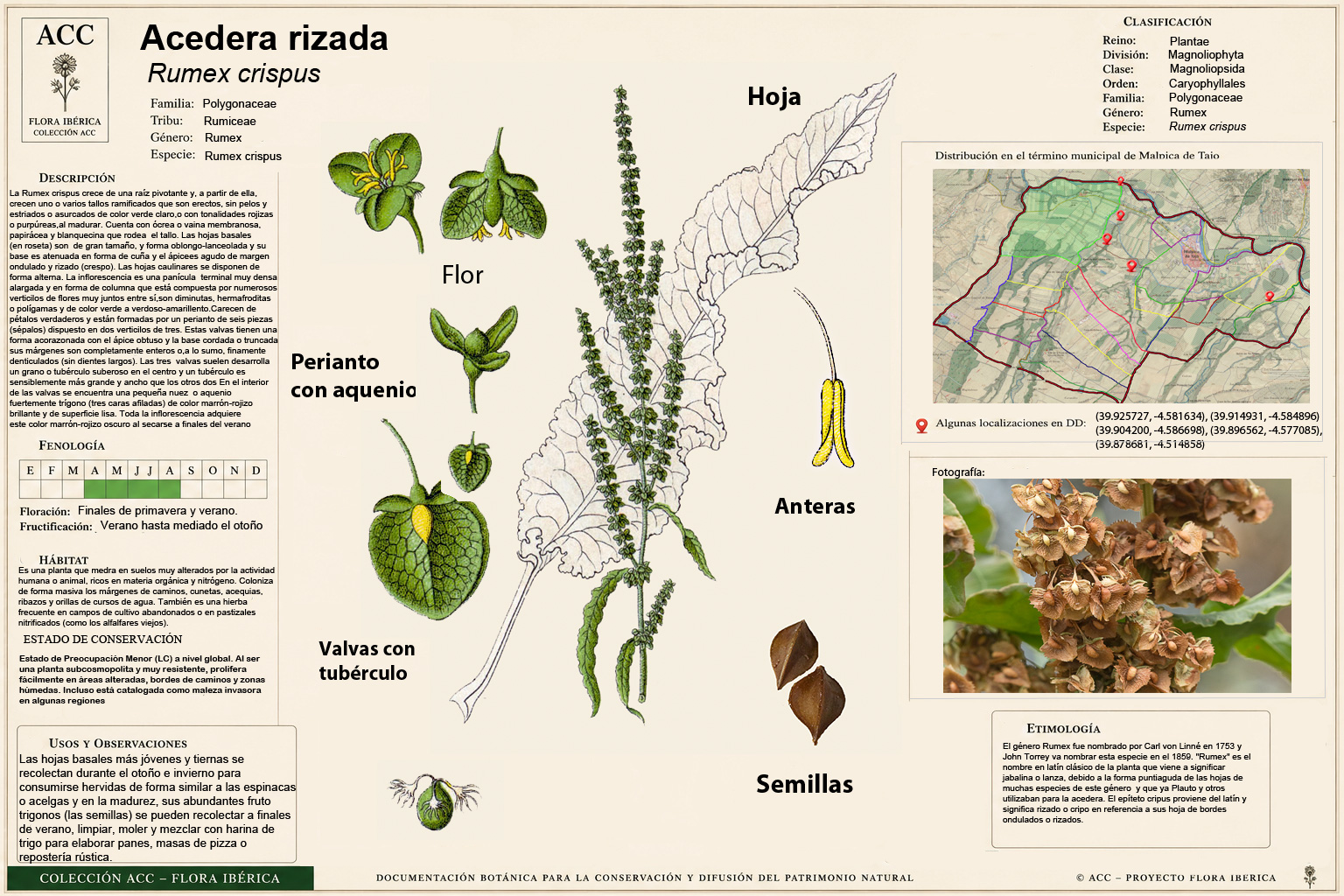 Lámina botánica de la Acedera rizada (Rumex crispus)