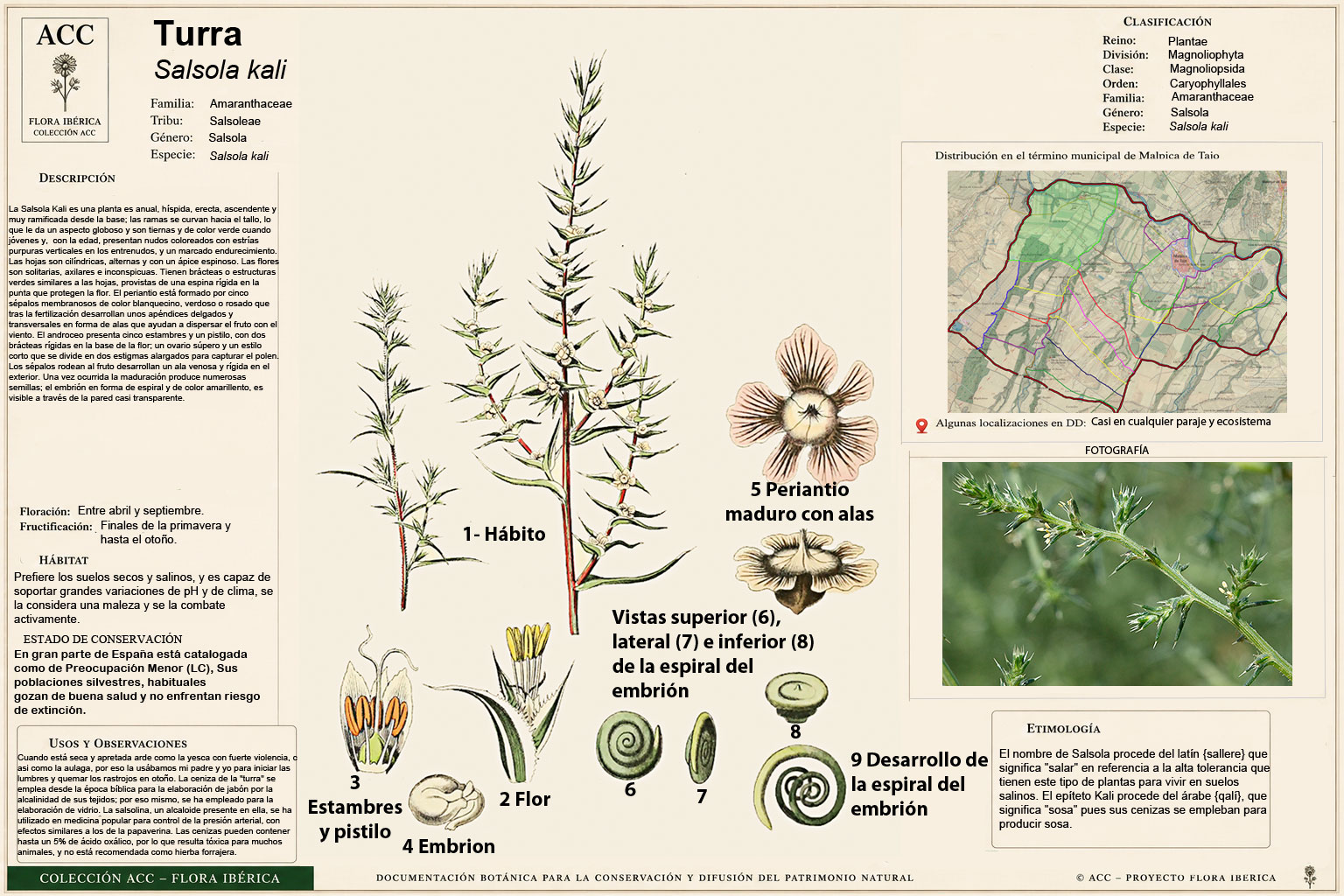 Lámina botánica de la Turra (Salsola Kali)