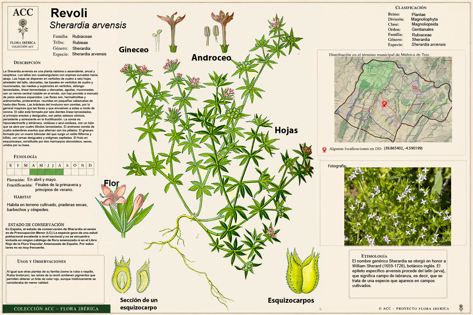 Lámina botánica de la Revoli (Sherardia arvensis L.)